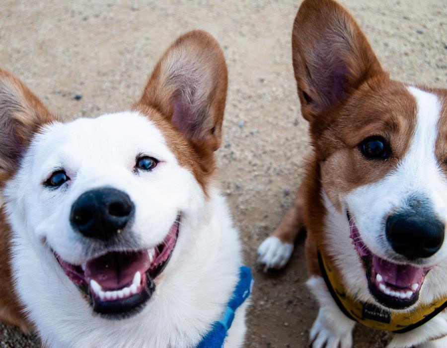 Two dogs